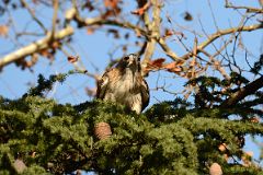 28 Hawk In A Tree In Central Park Midpark East Side.jpg